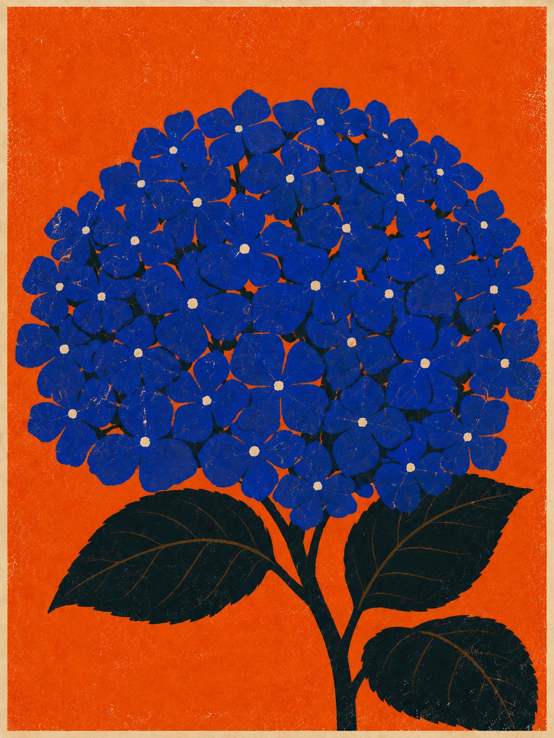 Hydrangea, photo 1